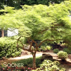 VIRIDIS WEEPING JAPANESE MAPLE 6 VIRIDIS WEEPING JAPANESE MAPLE -Deals Plants Store DETA 1013