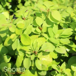 SUNJOY GOLD PILLAR® BARBERRY