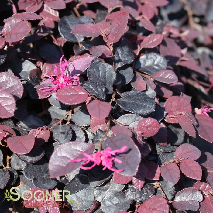 PURPLE PIXIE® LOROPETALUM 1 PURPLE PIXIE® LOROPETALUM