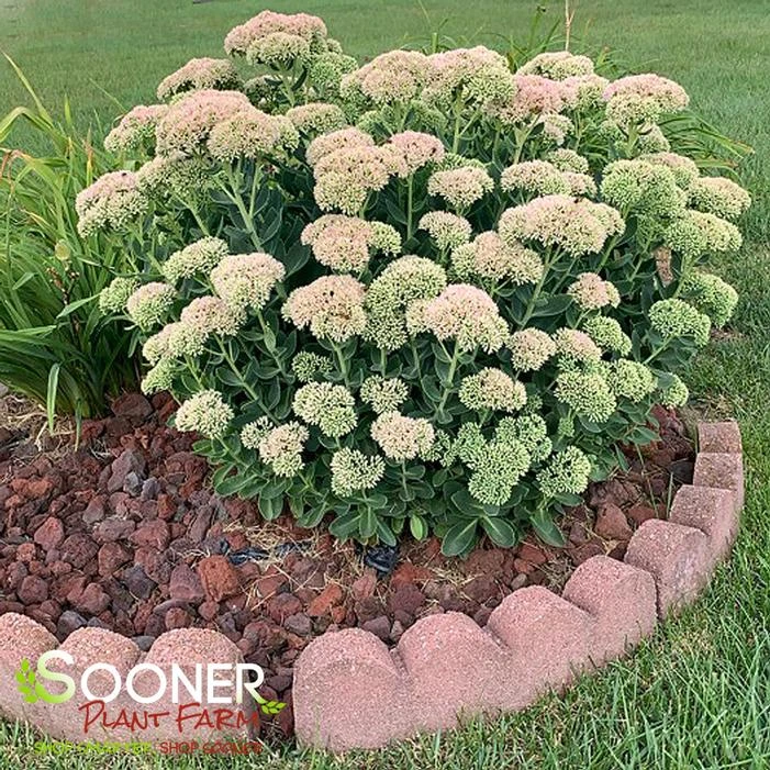 AUTUMN JOY SEDUM 2 AUTUMN JOY SEDUM - Image 2