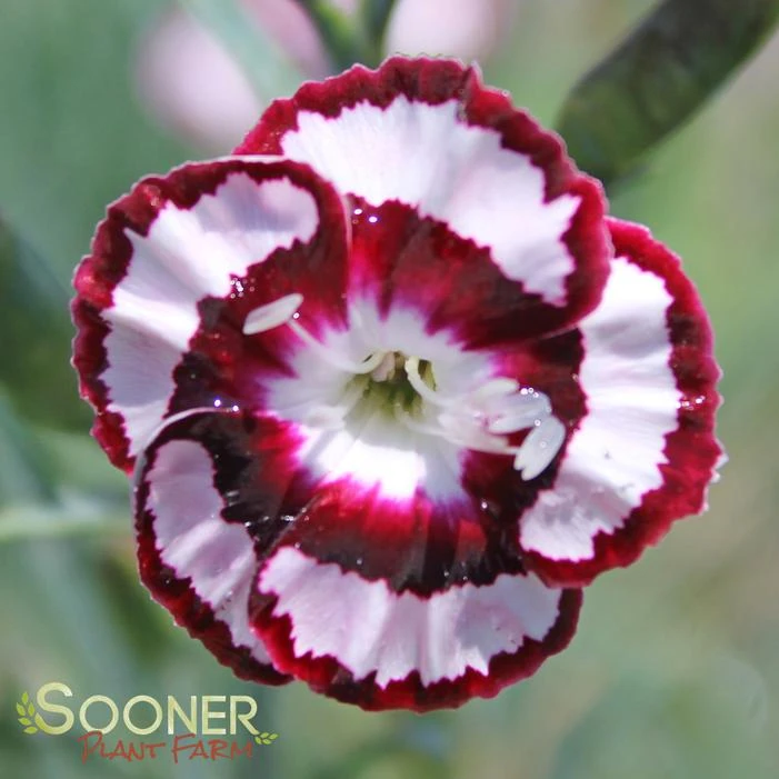 RASPBERRY SWIRL DIANTHUS 1 RASPBERRY SWIRL DIANTHUS
