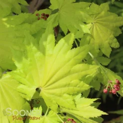 GOLDEN FULL MOON UPRIGHT JAPANESE MAPLE
