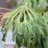 GREEN CASCADE WEEPING JAPANESE MAPLE