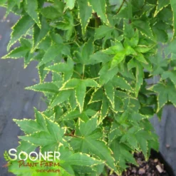 Best Seller -Deals Plants Store DETA 1415