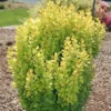 GOLDEN ROCKET BARBERRY