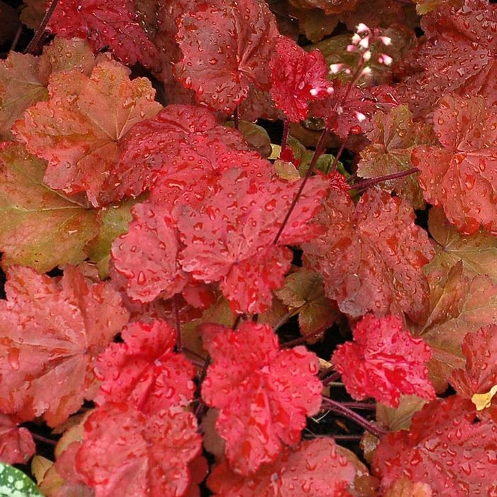 AUTUMN LEAVES CORAL BELLS 2 AUTUMN LEAVES CORAL BELLS - Image 2