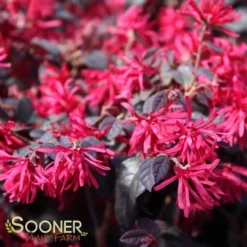 EVER RED LOROPETALUM -Deals Plants Store DETA 1605