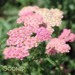 SUMMER PASTELS YARROW 8 SUMMER PASTELS YARROW -Deals Plants Store DETA 1720