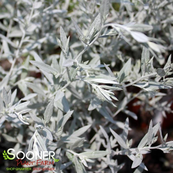 SILVER KING WORMWOOD 1 SILVER KING WORMWOOD
