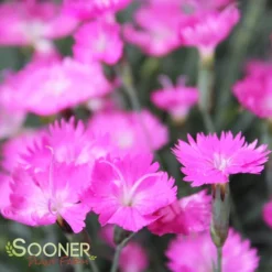 FIREWITCH DIANTHUS -Deals Plants Store DETA 1744