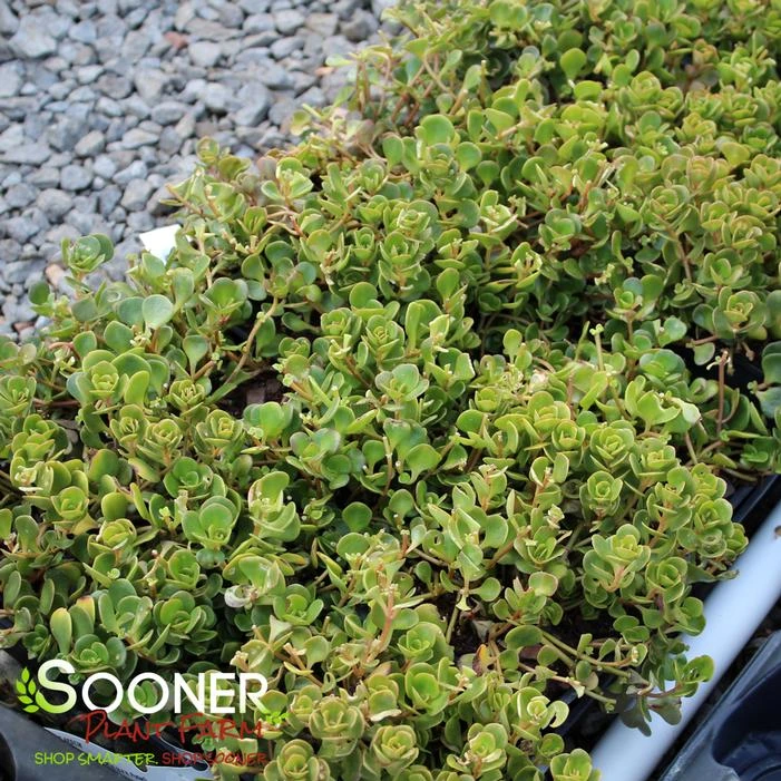 CORAL REEF SEDUM 1 CORAL REEF SEDUM