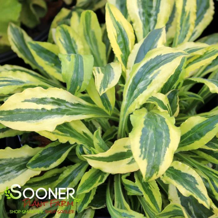 CLIFFORD MOOR CAMPION 1 CLIFFORD MOOR CAMPION