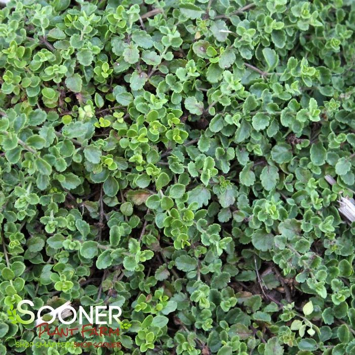 TURKISH SPEEDWELL 1 TURKISH SPEEDWELL