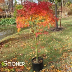 SEIRYU UPRIGHT JAPANESE MAPLE 9 SEIRYU UPRIGHT JAPANESE MAPLE -Deals Plants Store DETA 1875
