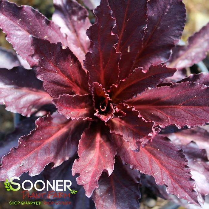 QUEEN VICTORIA CARDINAL FLOWER 1 QUEEN VICTORIA CARDINAL FLOWER