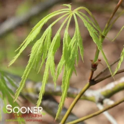 GREEN LACE WEEPING JAPANESE MAPLE -Deals Plants Store DETA 2001