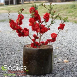DOUBLE TAKE® SCARLET STORM QUINCE -Deals Plants Store DETA 2022