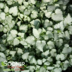 ORCHID FROST SPOTTED DEADNETTLE