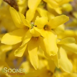 SHOWY BORDER™ FORSYTHIA -Deals Plants Store DETA 2069