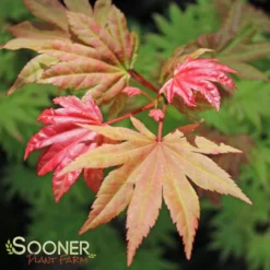 AUTUMN MOON UPRIGHT JAPANESE MAPLE -Deals Plants Store DETA 2092