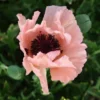 HELEN ELIZABETH ORIENTAL POPPY