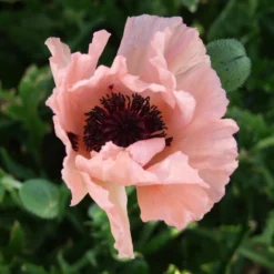 HELEN ELIZABETH ORIENTAL POPPY