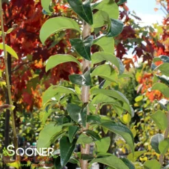 TOKYO TOWER CHINESE FRINGETREE