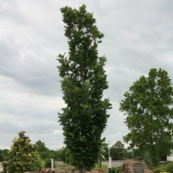 KINDRED SPIRIT® OAK 2 KINDRED SPIRIT® OAK - Image 2