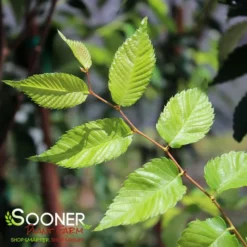MUSASHINO COLUMNAR ZELKOVA