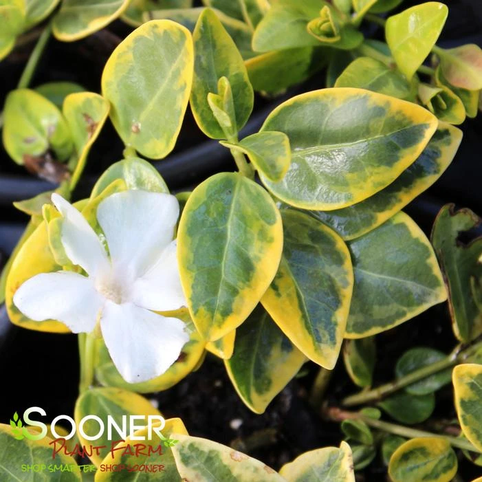 SILVER AND GOLD VINCA 1 SILVER AND GOLD VINCA