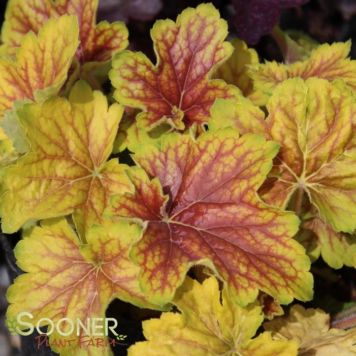 DELTA DAWN CORAL BELLS 2 DELTA DAWN CORAL BELLS - Image 2