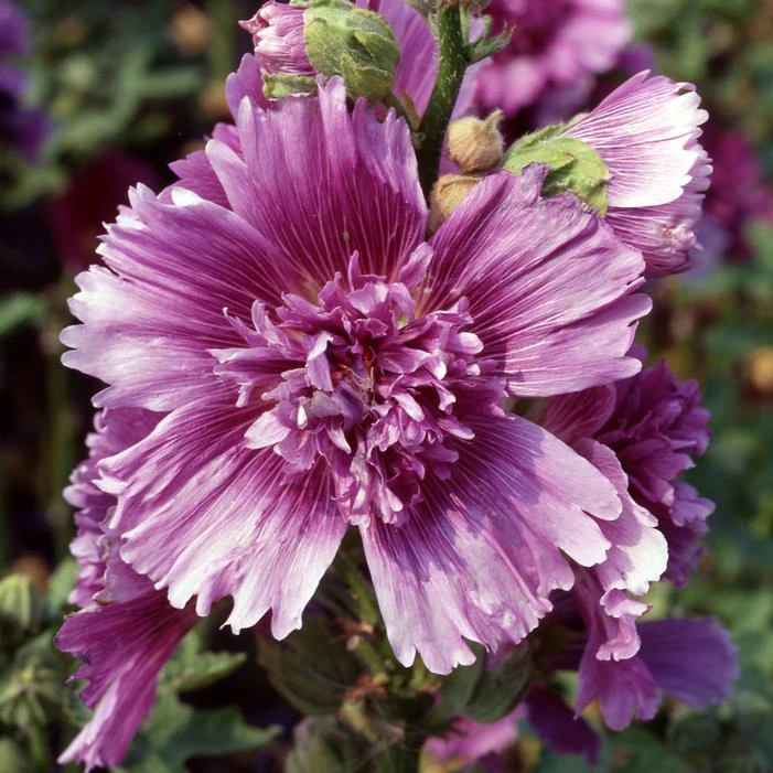 QUEENY PURPLE HOLLYHOCK 1 QUEENY PURPLE HOLLYHOCK