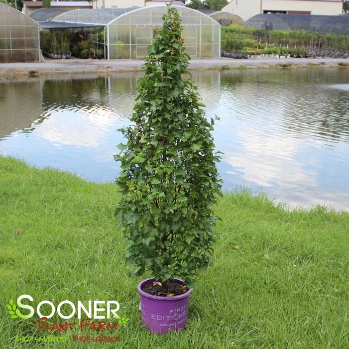 PARKLAND PILLAR® BIRCH 1 PARKLAND PILLAR® BIRCH