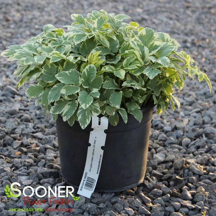 BISHOP'S WEED 2 BISHOP'S WEED - Image 2