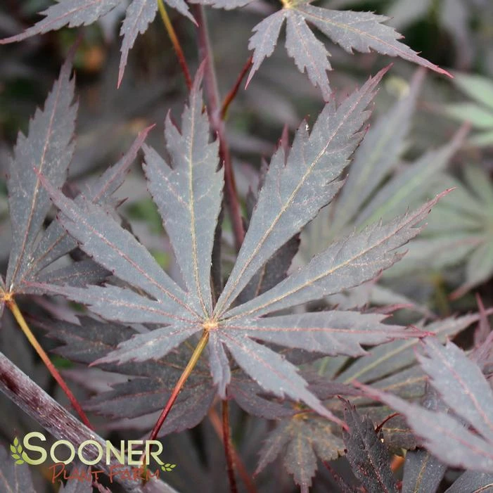 YASEMIN UPRIGHT JAPANESE MAPLE 1 YASEMIN UPRIGHT JAPANESE MAPLE