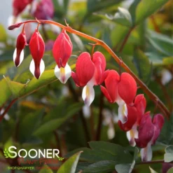 VALENTINE BLEEDING HEART -Deals Plants Store DETA 3126