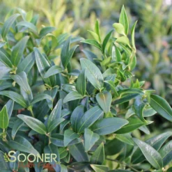 HIMALAYAN SWEET BOX 3 HIMALAYAN SWEET BOX -Deals Plants Store DETA 3152