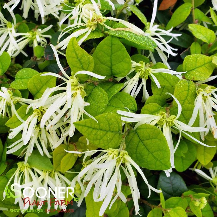 JAZZ HANDS WHITE® LOROPETALUM 1 JAZZ HANDS WHITE® LOROPETALUM