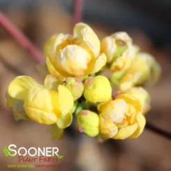 CREEPING MAHONIA -Deals Plants Store DETA 3306