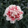 SUPERTROUPER™ RED & WHITE DIANTHUS