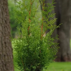 SUGAR AND SPICE ARBORVITAE