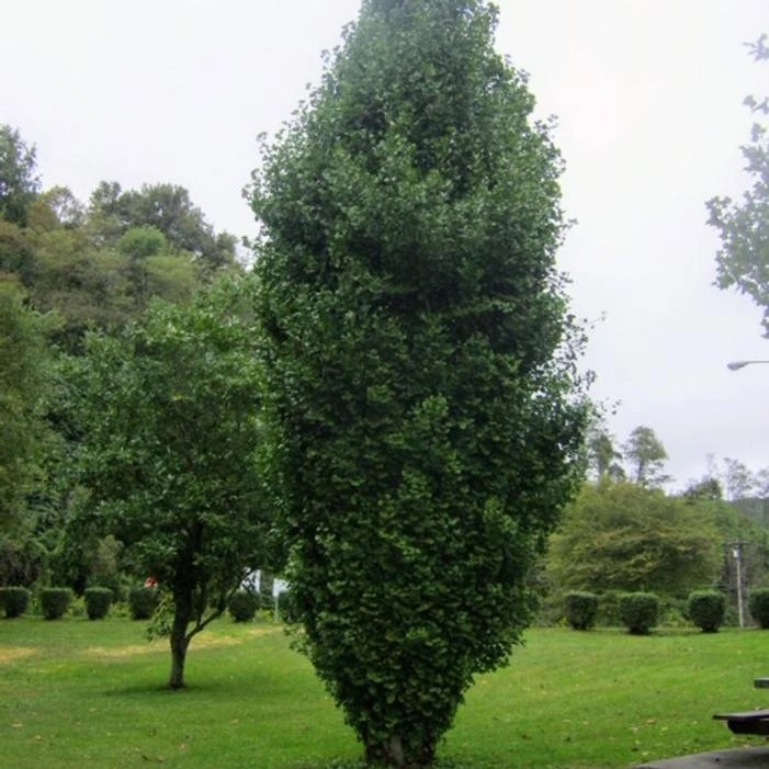 SKY TOWER™ GINKGO 1 SKY TOWER™ GINKGO