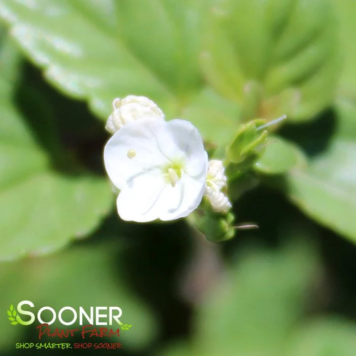 WHITEWATER PROSTRATE SPEEDWELL 2 WHITEWATER PROSTRATE SPEEDWELL - Image 2