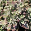 TOUCHDOWN BREEZE SEDUM
