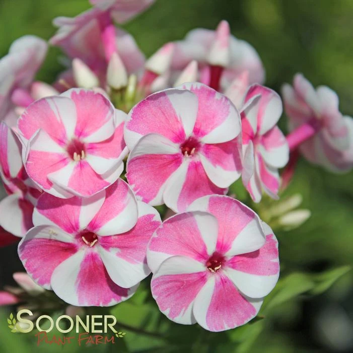 BAMBINI™ CANDY CRUSH GARDEN PHLOX 1 BAMBINI™ CANDY CRUSH GARDEN PHLOX