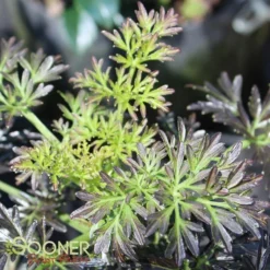 LACED UP® UPRIGHT ELDERBERRY -Deals Plants Store DETA 3616