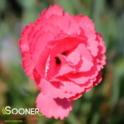 FRUIT PUNCH® CLASSIC CORAL DIANTHUS 5 FRUIT PUNCH® CLASSIC CORAL DIANTHUS -Deals Plants Store DETA 3633