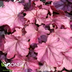 PRIMO® WILD ROSE CORAL BELLS -Deals Plants Store DETA 3638
