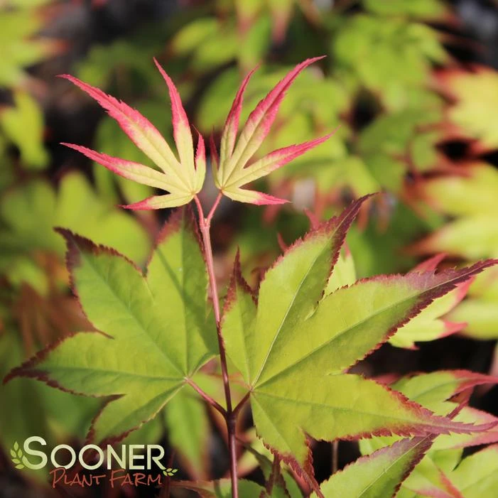 TSUMA GAKI UPRIGHT JAPANESE MAPLE 1 TSUMA GAKI UPRIGHT JAPANESE MAPLE