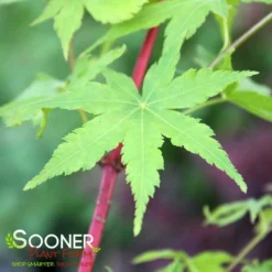 AKA KAWA HIME UPRIGHT JAPANESE MAPLE